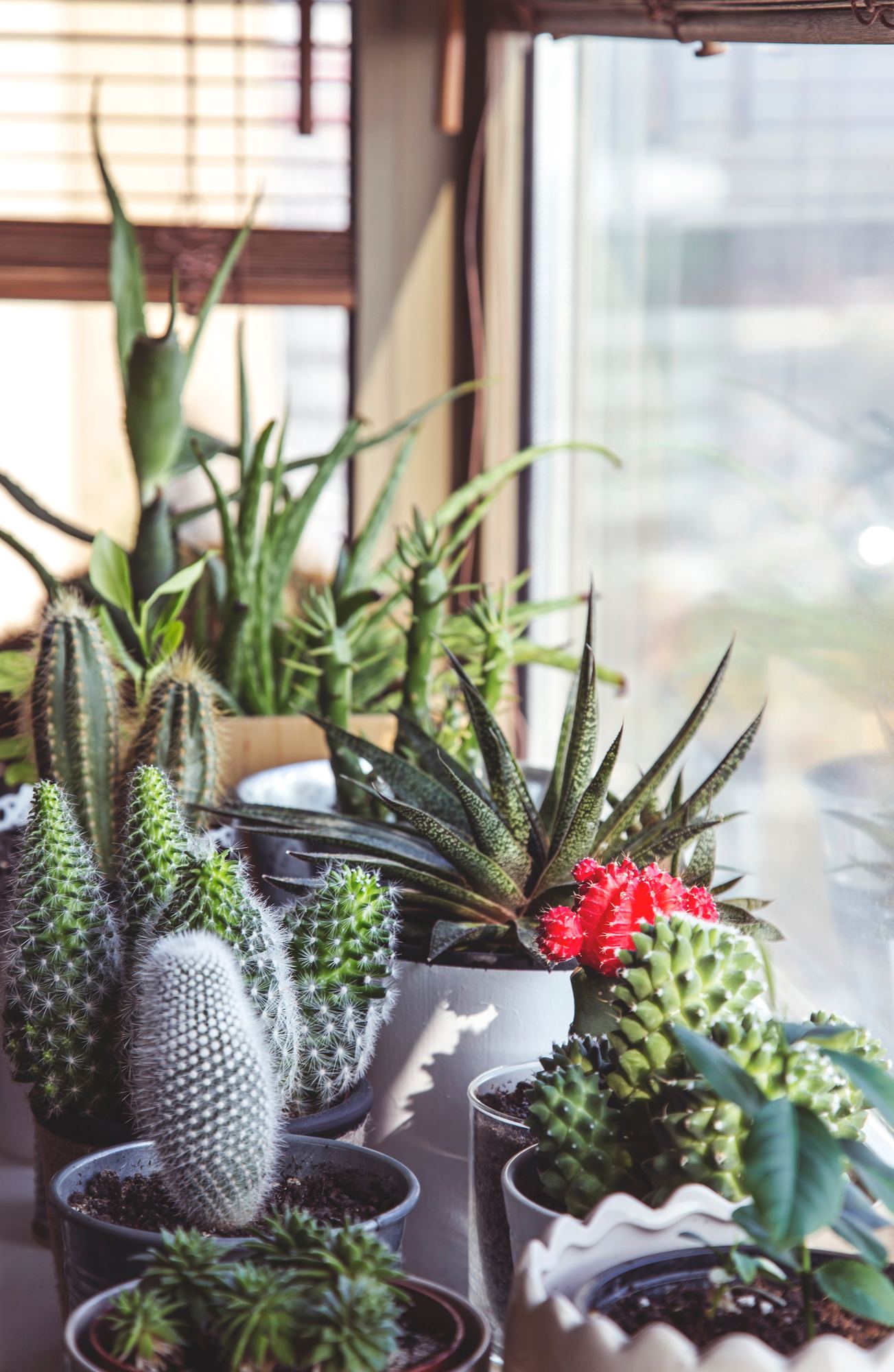 large house plants