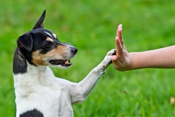 dog training tips