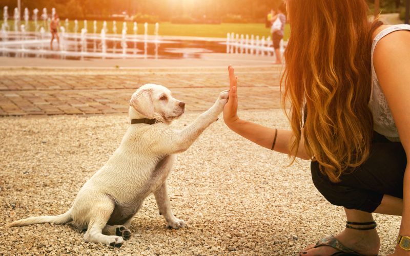 puppy training