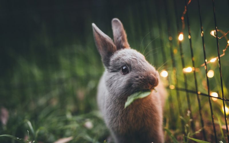 facts about rabbits