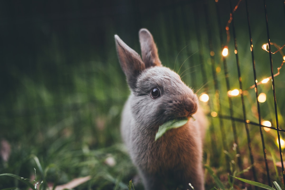 Top 10 Interesting Facts About Rabbits You Probably Never Knew