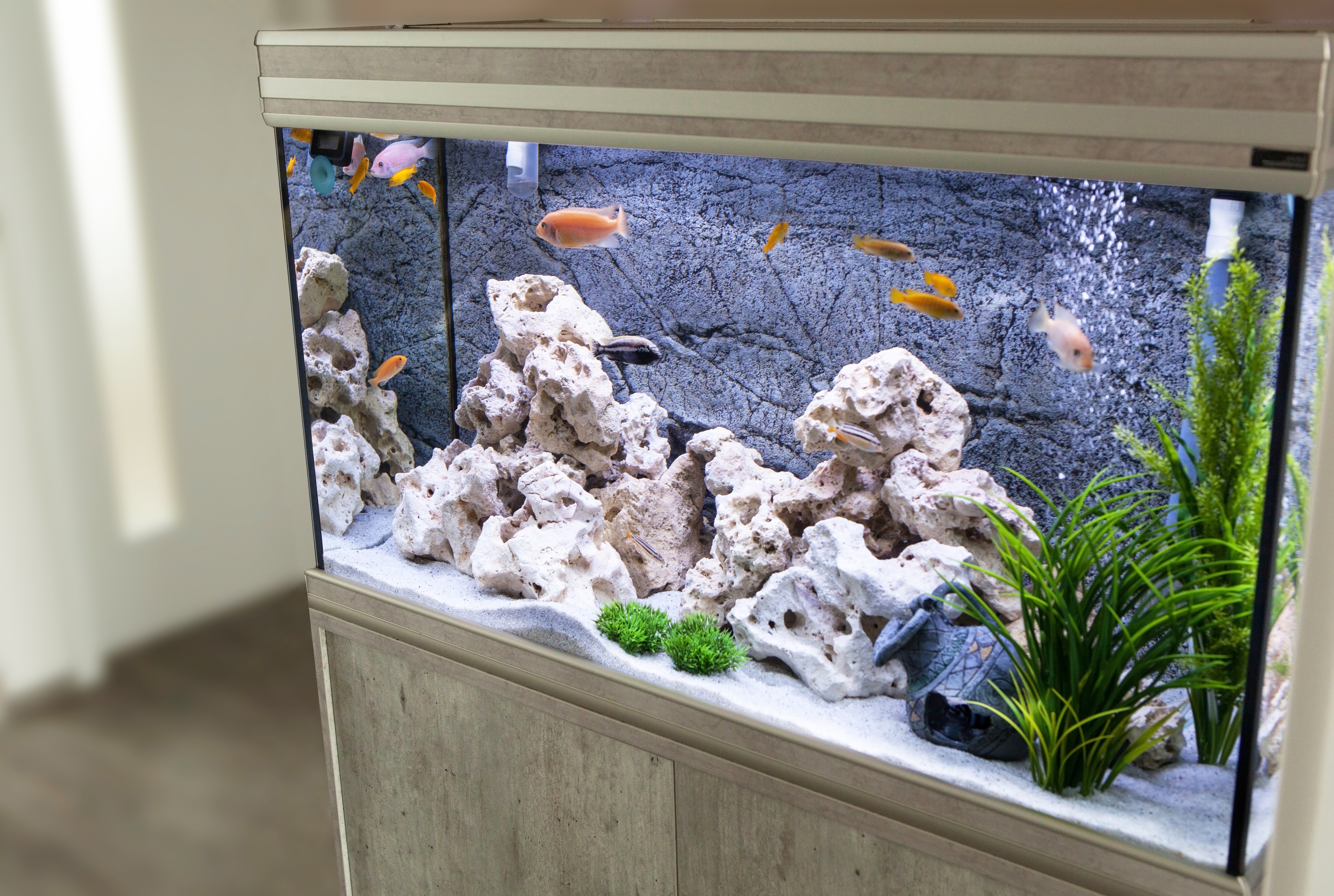 reef tank with fish
