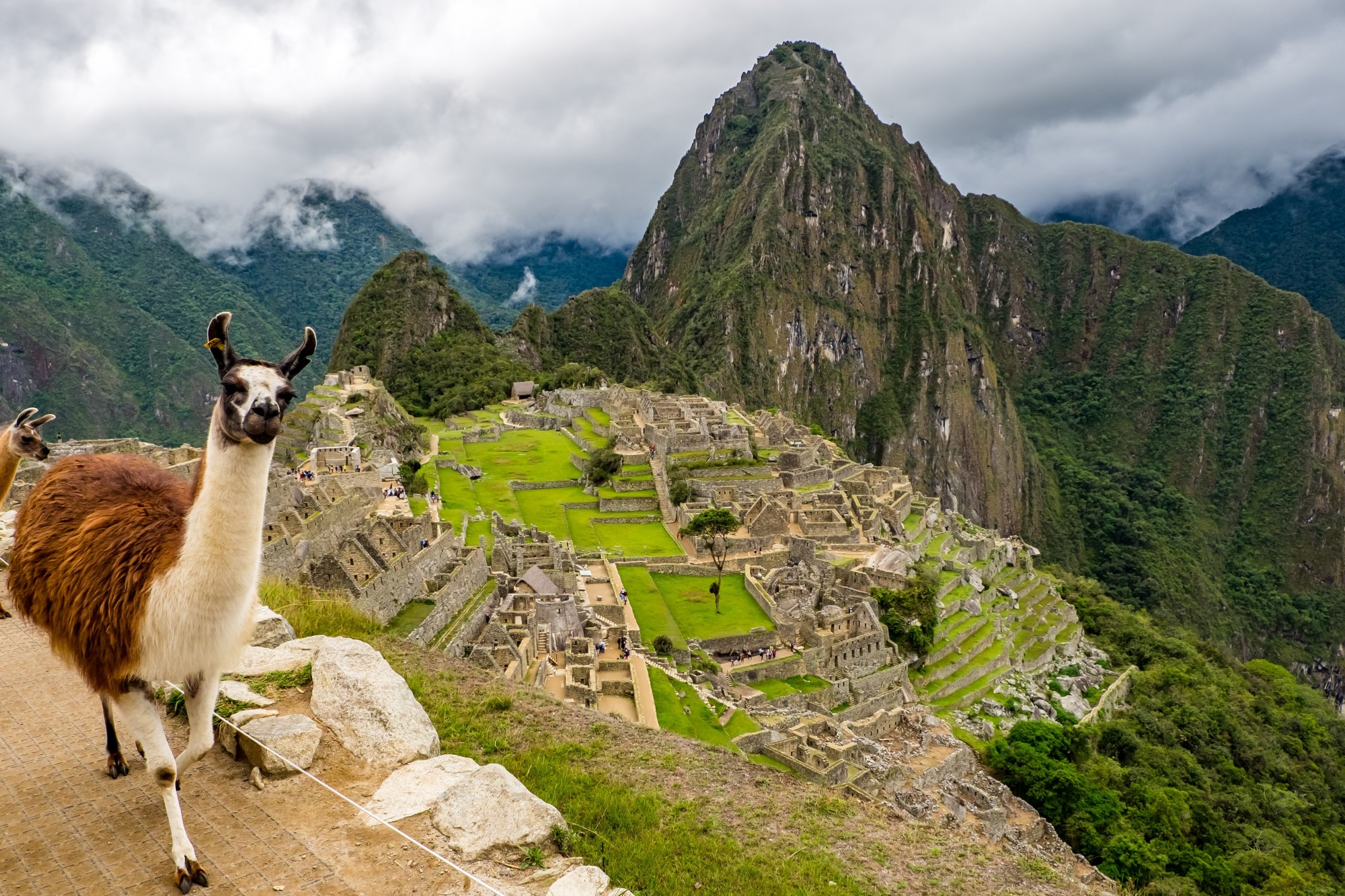 Machu Picchu Peru with llama