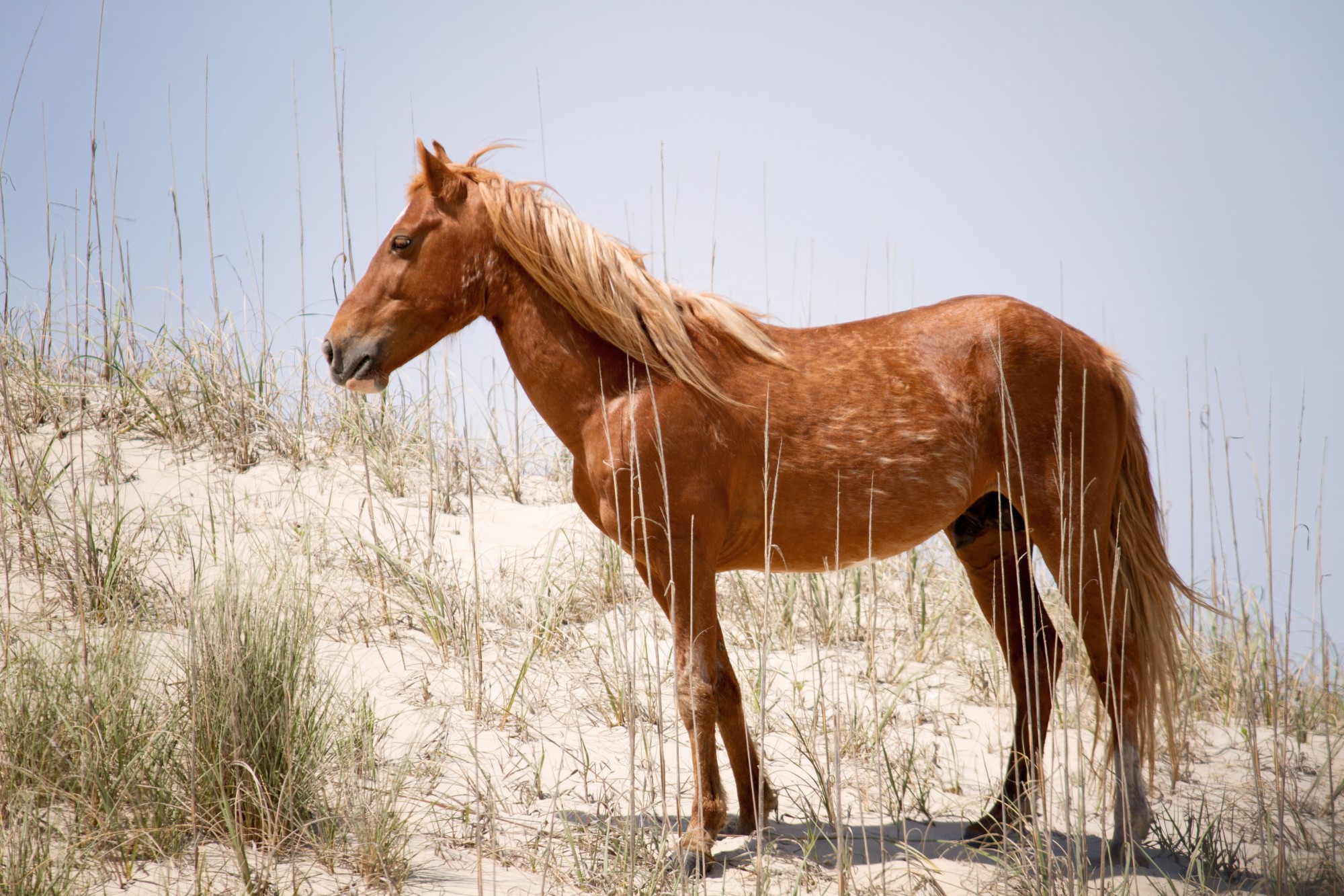 Horse on an Outer Bank